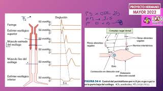 PHM 2022  Sistema Digestivo Fisiología de la masticación y deglución [upl. by Teteak]