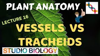 Plant Anatomy 16  Vessels vs Tracheids [upl. by Dachi]