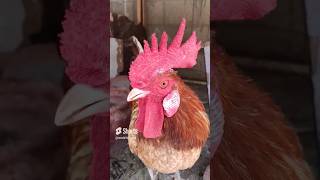 Adorable Rooster Crowing Sounds  Amazing Rooster Crowing Loudly  shorts🐓💕 [upl. by Noynek]