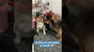 🐶 Dog vs Statue react already 🐶youtubeshorts shorts dog funny [upl. by Ecyarg]