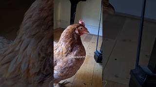 hen respiratory problem gapeworm dudepepsi1122 [upl. by Sayles]