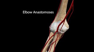 Elbow Anastomoses [upl. by Eldon]