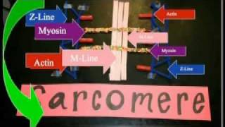 Sarcomere Projectmov [upl. by Dlawso143]