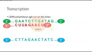 Brin transcrit  brin non transcrit [upl. by Wolram]