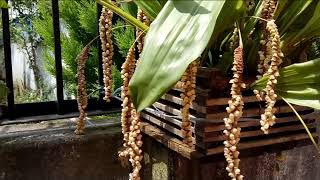 Bulbophyllum Pholidota Imbricata Rattlesnake Orchids flower [upl. by Don]