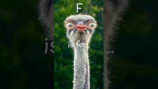 DEF’s The Alphabet Ostrich  Mr Mash thealphabetostrich [upl. by Mikel]