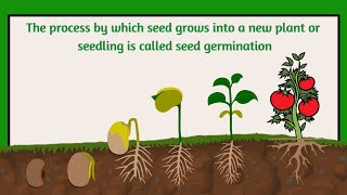 seed germination  what is a seed germination From seed to plant [upl. by Ader]