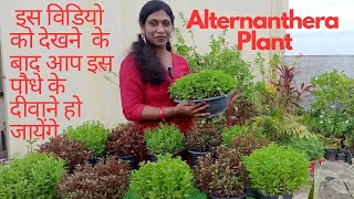 Best Border Plant  Alternanthera Plant  Evergreen  Propagation amp Care  Gardening with Seema [upl. by Converse]