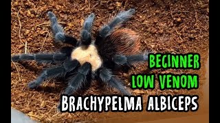 Brachypelma albiceps ready stock 2019 [upl. by Tesler105]