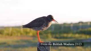 British Waders [upl. by Salsbury]