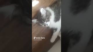 WakeyWakey felix straykids wakeywakey catshorts catmom catdealers catlover catvideo [upl. by Vachel]