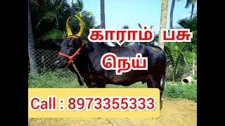 காராம் பசு நெய் ✅ PURE KANGAYAM KARAM PASU A2 DESI COW ASAL GHEE  Vedic Bilona HandChurning Method [upl. by Esorrebma]