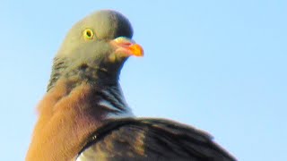 Wood Pigeon Coo Call Sounds [upl. by Letti]