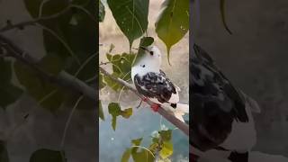 Kabutar 🥹 ne ek bejuban 😨ki jaan bachai❤️pigeon viral new short video [upl. by Qulllon]