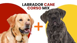 Labrador Cane Corso Mix AKA Lab Corso [upl. by Iline797]