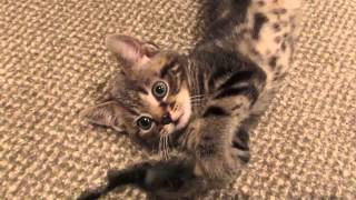 Primrose Kitten Tutorials for Chemistry and Physics [upl. by Essile459]