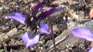 Viola pedata bicolor with bee [upl. by Ahsiya676]