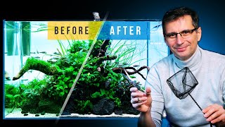 Fixing a CLADOPHORA ALGAE Infested Aquarium [upl. by Nahsaj301]