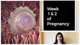 Week 1 and 2 of Pregnancy  Weekly Pregnancy Tips in Kannada [upl. by Ycam]