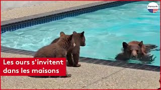 Les ours s’invitent dans les maisons [upl. by Boggs]