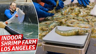 How Americas Biggest Indoor Shrimp Farm Sells 2 Million Shrimp Every Year — Dan Does [upl. by Casmey360]