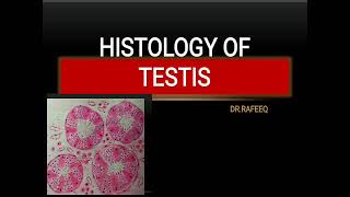 HISTOLOGY OF TESTIS [upl. by Kristof]