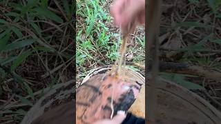 Latex Harvesting ASMR Satisfying Rubber Tapping in Rural Life [upl. by Alford]