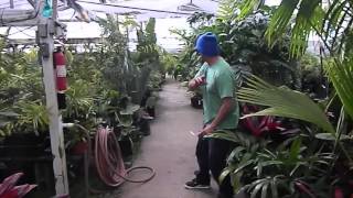 Jungle Music Palm and Cycad Nursery Video 2014 [upl. by Pentha]