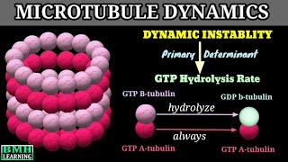 Dynamic Instablity Of Microtubules  Microtubule Dynamics [upl. by Anha]