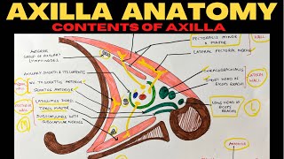 Axilla Anatomy 22  Contents of Axilla  Upper Limb Anatomy [upl. by Ardekahs294]