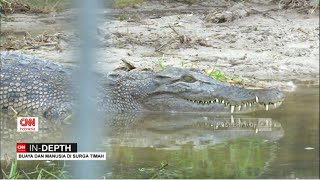 Buaya amp Manusia Di Surga Timah  CNN Indonesia Indepth [upl. by Adnofal]