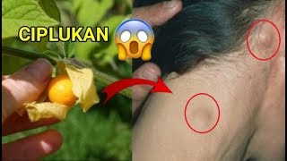 7 tanaman liar yang memiliki khasiat luar biasa untuk kesehatan tubuh [upl. by Ki]