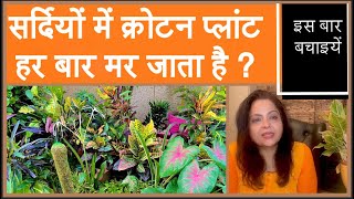 Croton winter care॥5 tips to save croton॥सर्दियों में क्रोटन प्लांट को मरने से बचाने के लिए क्या करे [upl. by Echikson]