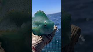 Amazing Lumpfish Can Suction Themselves onto Anything Are they Cute or Ugly 🥺 fish [upl. by Gan]