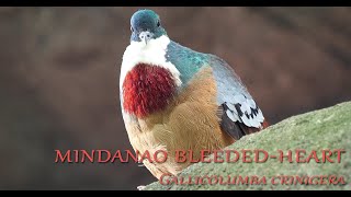 Mindanao BleedingHeart Dove Gallicolumba Crinigera [upl. by Dhu608]