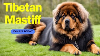 Tibetan Mastiff [upl. by Hcnarb]