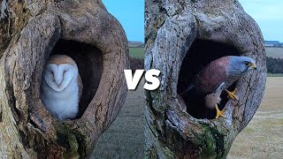 Howard the Rescue Barn Owl v the Fotherdale Kestrel Pair  Discover Wildlife  Robert E Fuller [upl. by Akenahs]