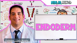 Embryology  Endoderm [upl. by Atekehs385]