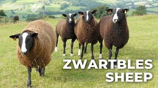 Zwartbles Sheep  Livestock showcase  Scottish Smallholder Festival 2020 [upl. by Ahsikar]