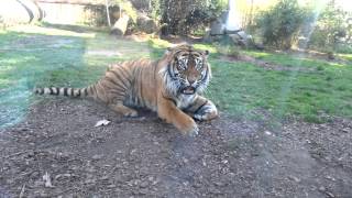 Zoo Wroclaw  agresywny tygrys  aggressive tiger [upl. by Siri214]