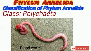 Phylum Annelida Updated [upl. by Damick]