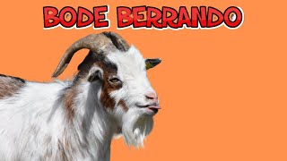 Bode Berrando Som e Imagem [upl. by Ailemak]