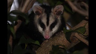 Comadreja Overa o Zarigüeya Didelphis albiventris [upl. by Adnamar496]