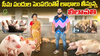 సీమ పందుల పెంపకంతో లాభాలు తీస్తున్న లీలావతి pig pigs piggery animalhusbandry agribusiness [upl. by Odnumyer]