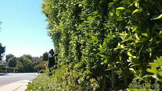 Privacy hedge trimming in LosAngeles doing yardservice on ficusNitidaHedge [upl. by Vale]