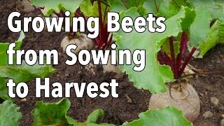 Growing Beets from Sowing to Harvest [upl. by Akirdnahs]