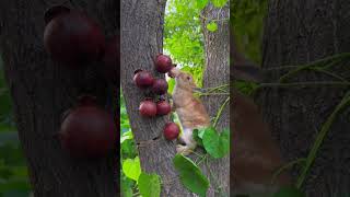 Rabbit eating figs🍇🍇 [upl. by Car898]