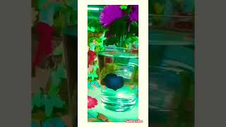 Fighter fish🐬fighter fish shortvideo viralvideo queenprernah [upl. by Spancake]