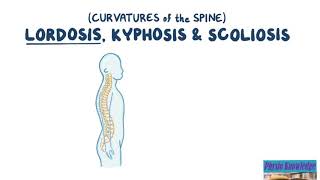 Curvatures of the Spine Lordosis Kyphosis amp Scoliosis [upl. by Acebber]