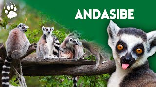 Une forêt unique au monde  Parc national dAndasibe Madagascar  Documentaire HD [upl. by Dnalram]